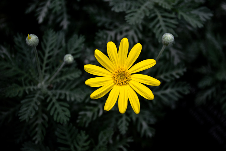 FLOWER
(Longwood Gardens - Kennett Square, PA - 12/04/2009)