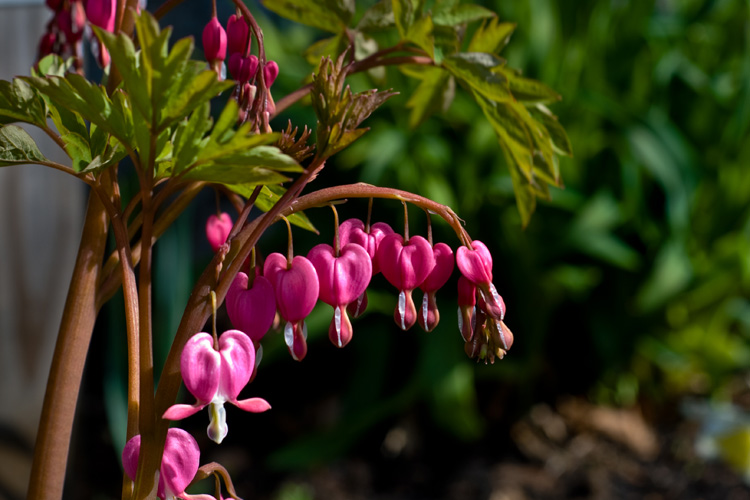 BLEEDING HEARTS
(Swasey Parkway - Exeter, NH - 04/19/2010)