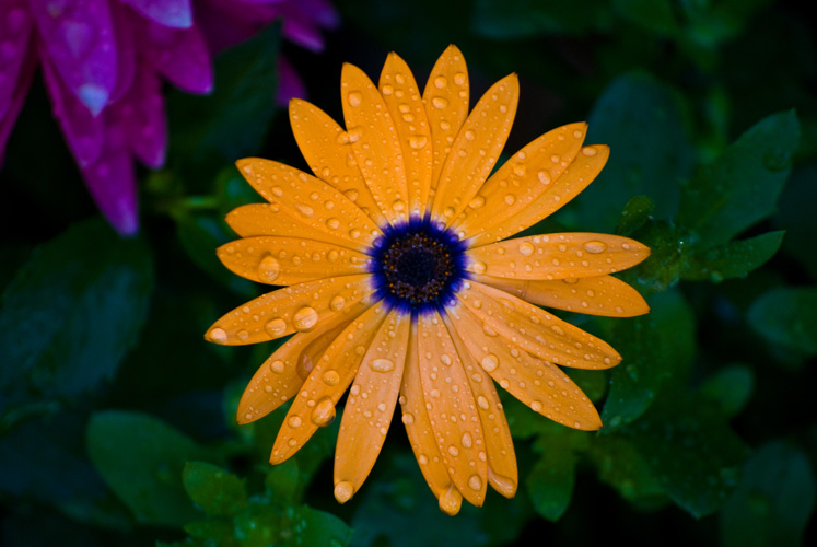 FLOWES
(Meadowbrook Drive - Epping, NH - 05/15/2010)