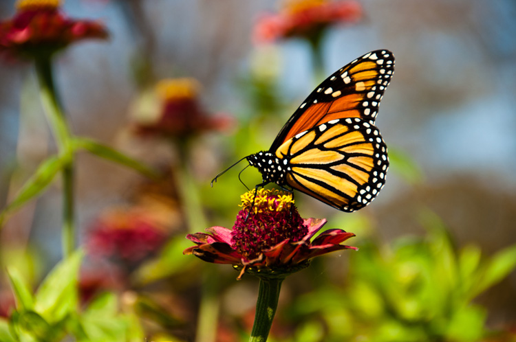 BUTTERLY
(Prescott Park - Portsmouth, NH - 09/30/2011)