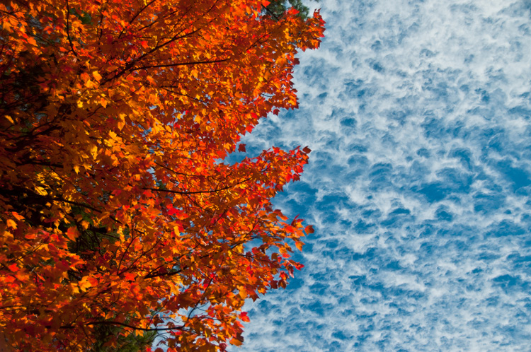 COLOR CONTRAST
(Kancamagus Highway - (Unknown), NH - 10/12/2011)