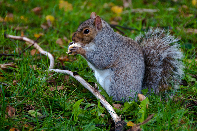 NOM NOM NOM
(Campagnone Park - Lawrence, MA - 10/21/2011)