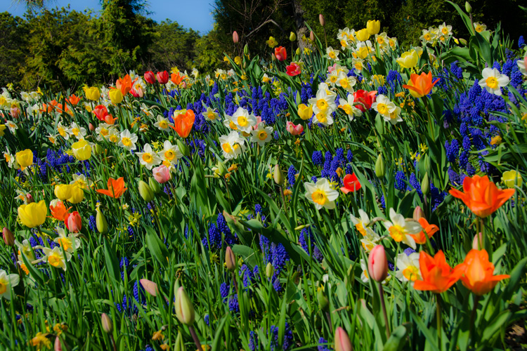FLOWERS
(Cape Cod - (Unknown), MA - 04/27/2013)