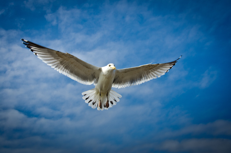 SEAGULL
(Nubble Point - York, ME - 03/29/2014)