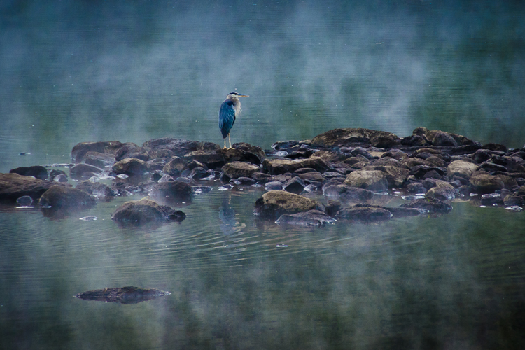 BLUE HERON IN THE MIST
(Merrimack River - Haverhill, MA - 09/23/2015)