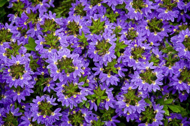 PURPLE FLOWERS
(Prescott Park - Portsmouth, NH - 09/28/2020)